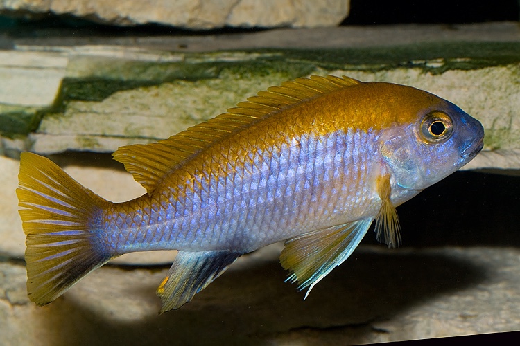 Gephyrochromis moorii 'Msuli'